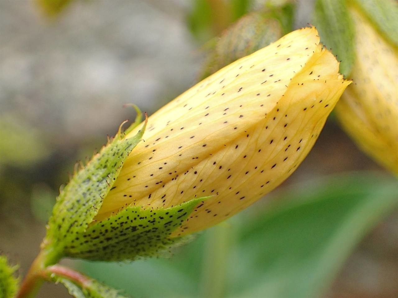 Hypericum richeri fruit