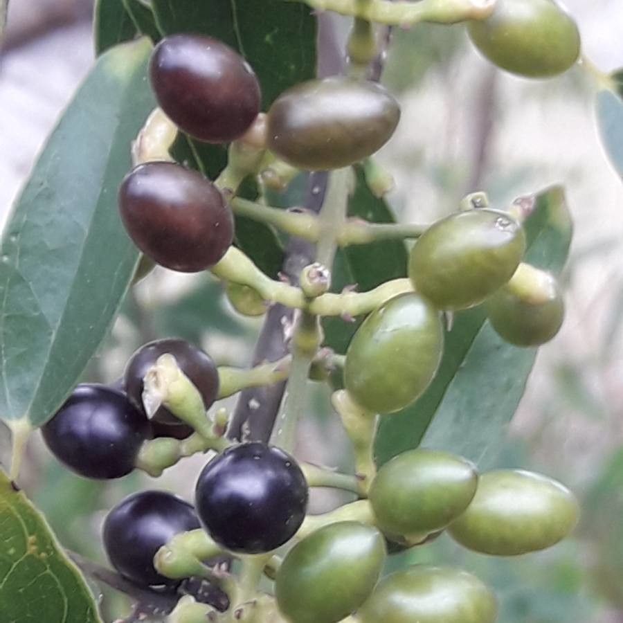 Jasminum didymum fruit