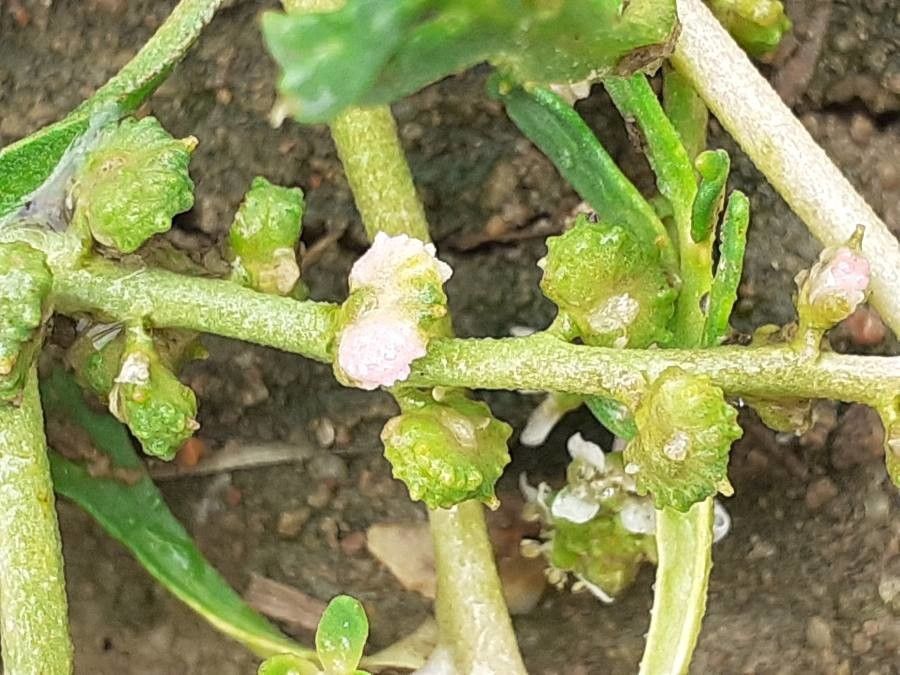 Lepidium squamatum fruit