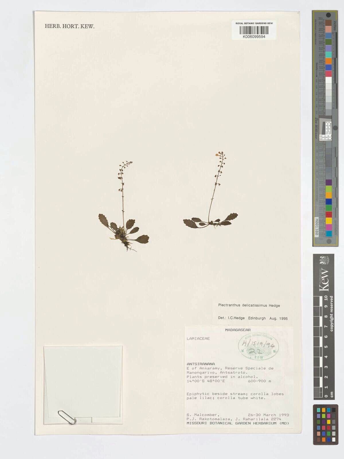 Plectranthus delicatissimus — search result for 'Plectranthus'