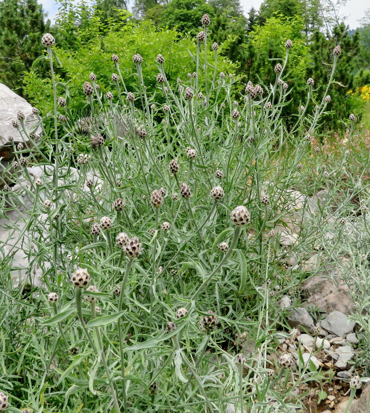 Centaurea tenoreana habit