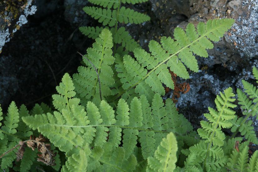 Woodsia scopulina leaf