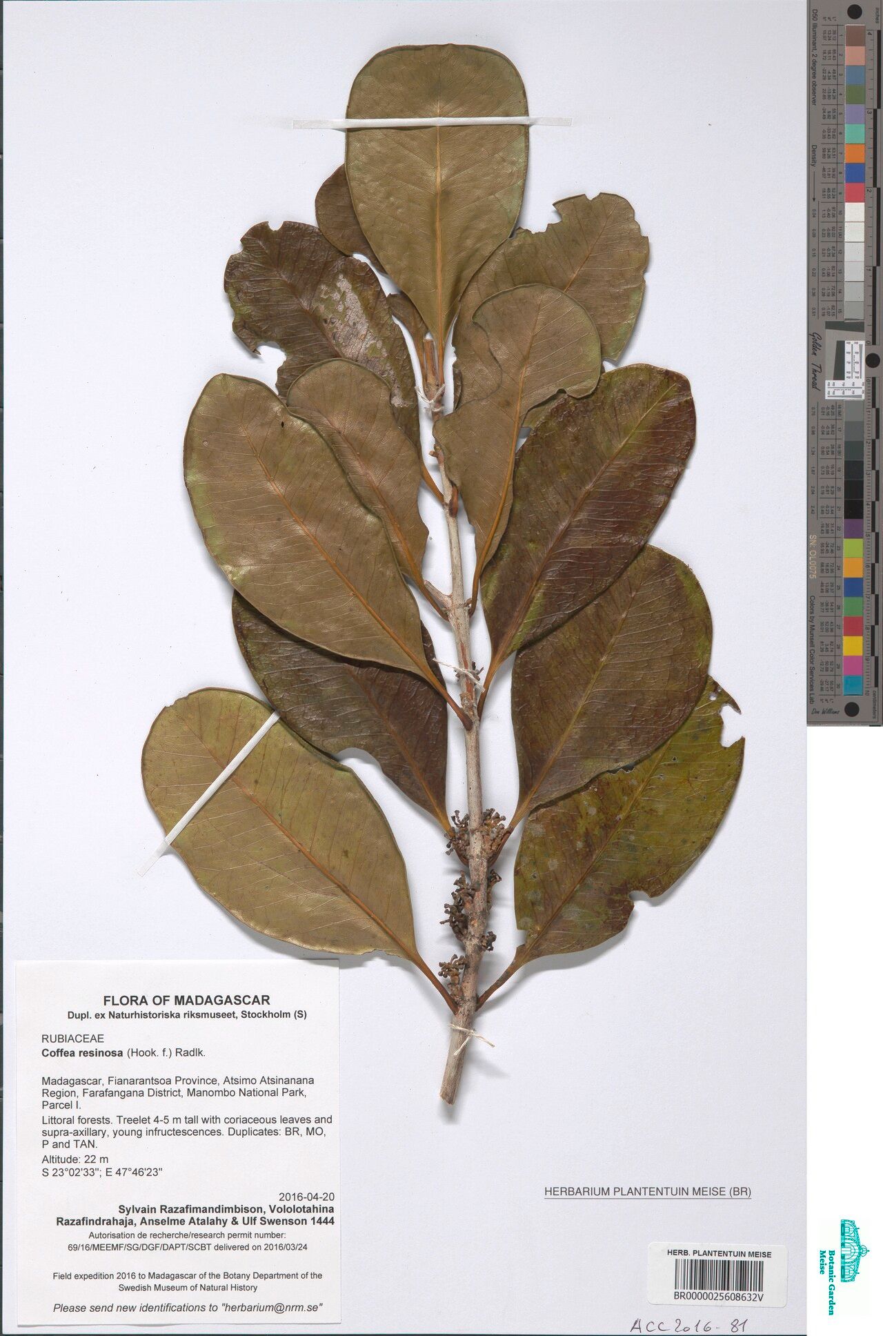 Coffea resinosa — houseplant care guide