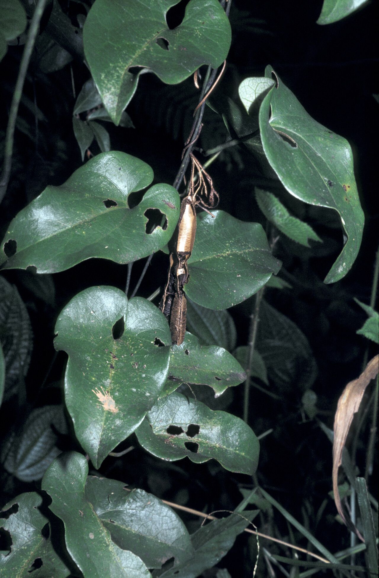 Aristolochia leprieurii — search result for 'Aristolochia'