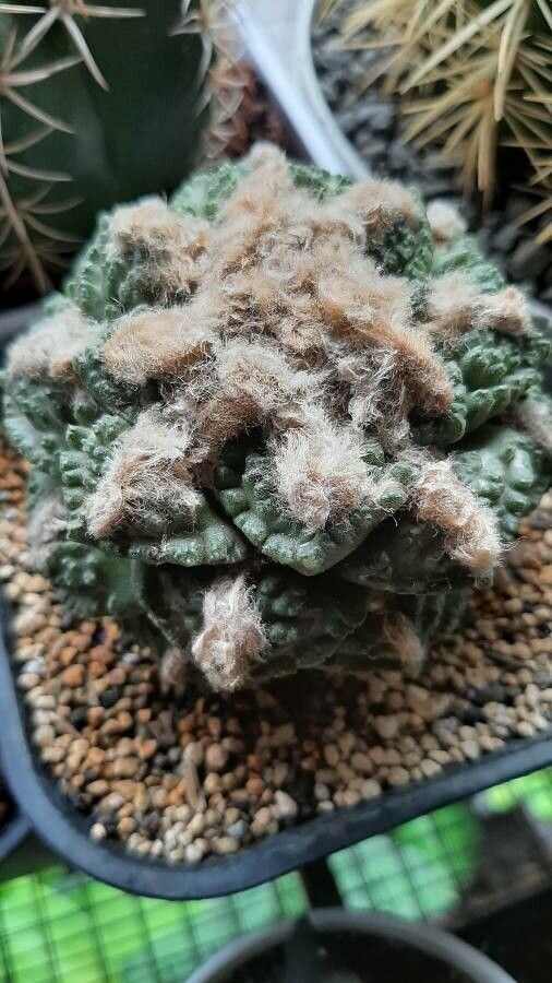 Ariocarpus fissuratus leaf