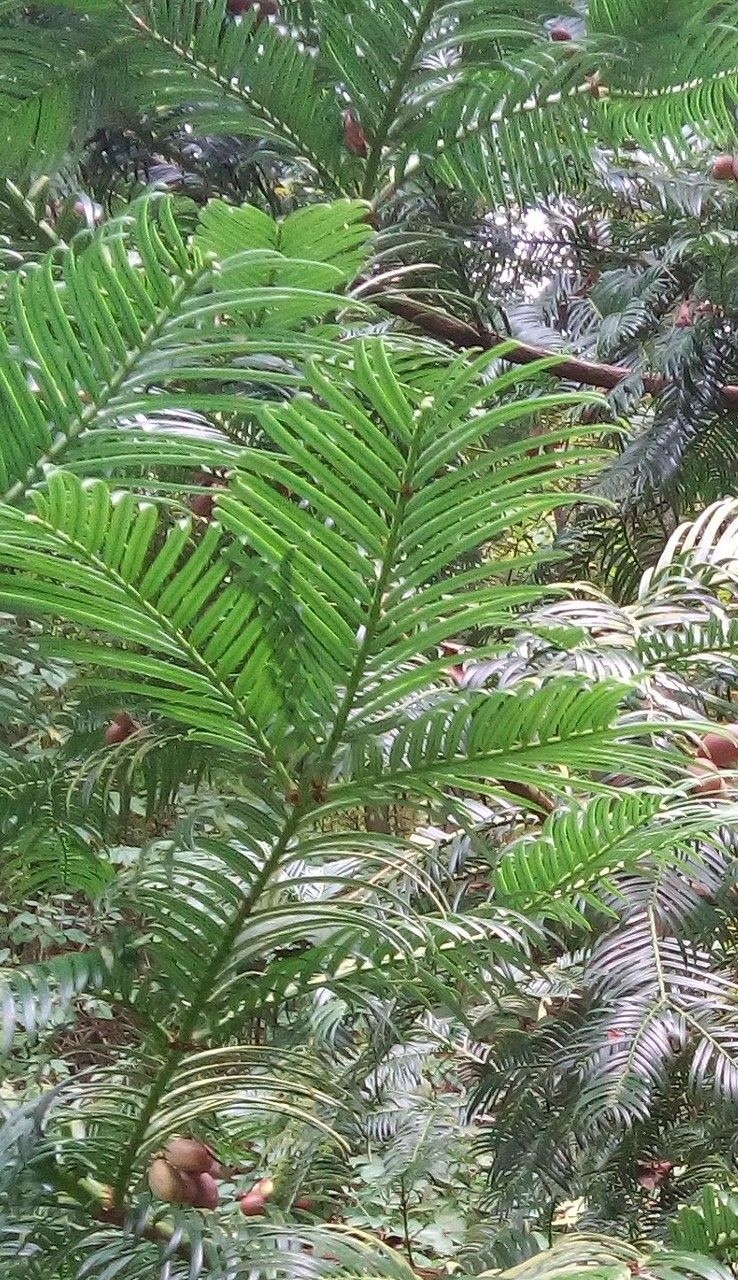 Torreya nucifera — search result for 'South Korea'