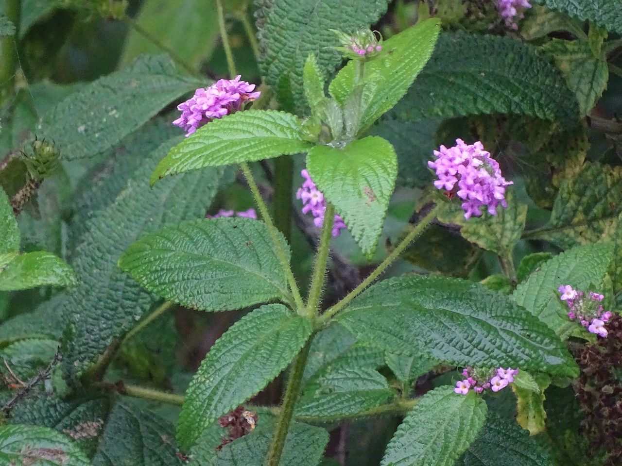 Lantana trifolia flower