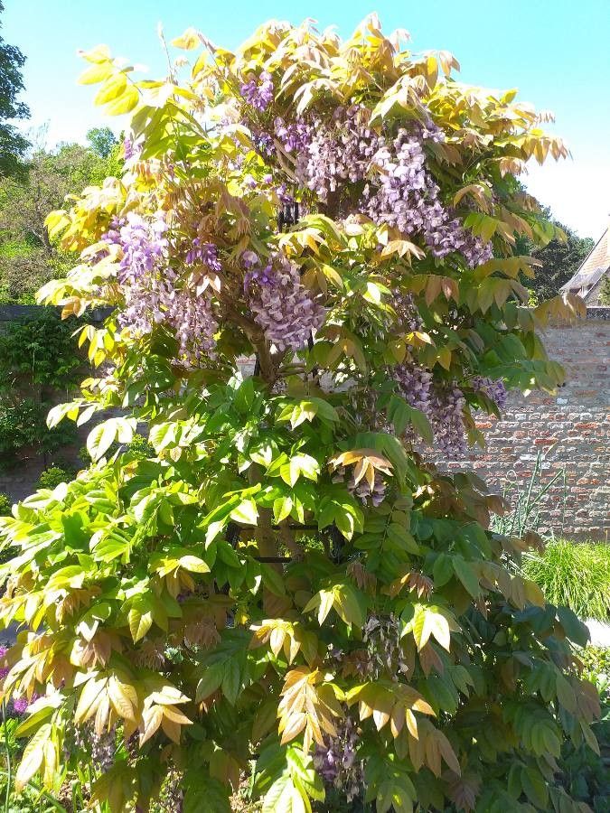 Wisteria brachybotrys