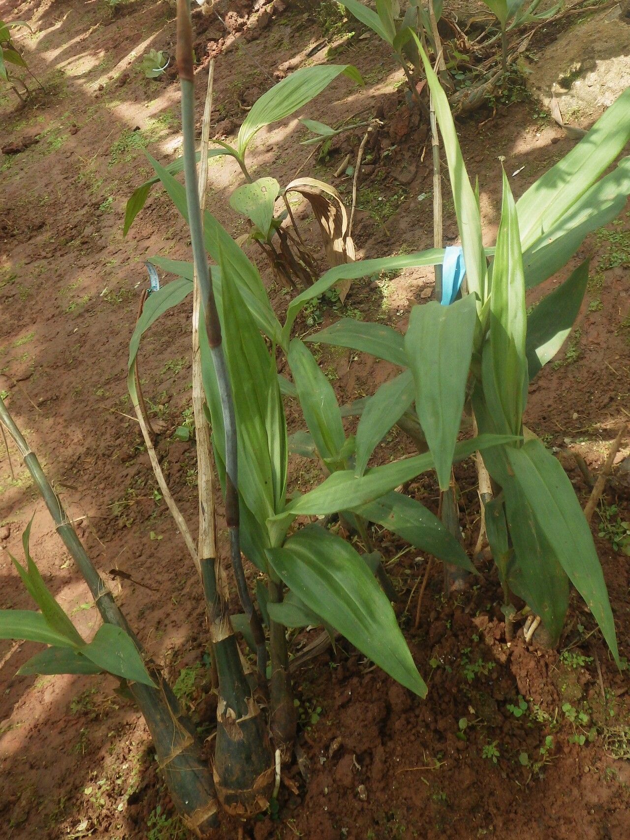 Eulophia euglossa leaf