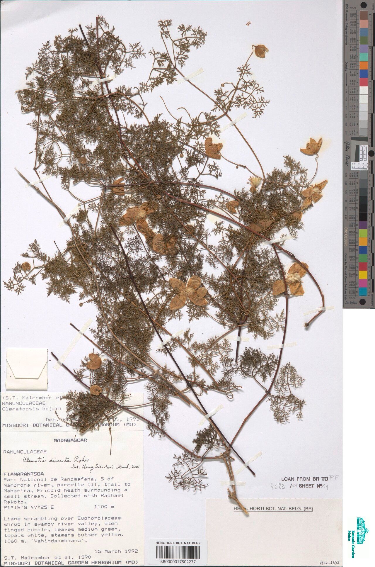 Clematis dissecta — search result for 'Clematis'