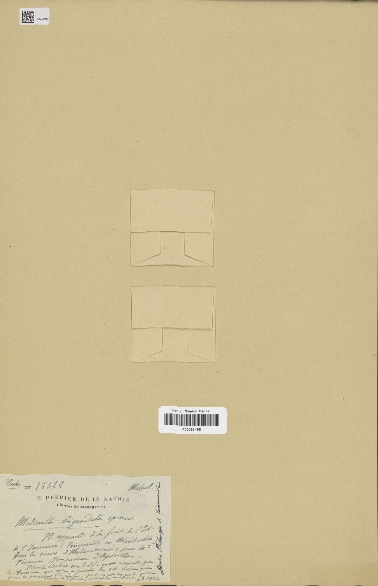 Medinilla bigradata — search result for 'Medinilla'