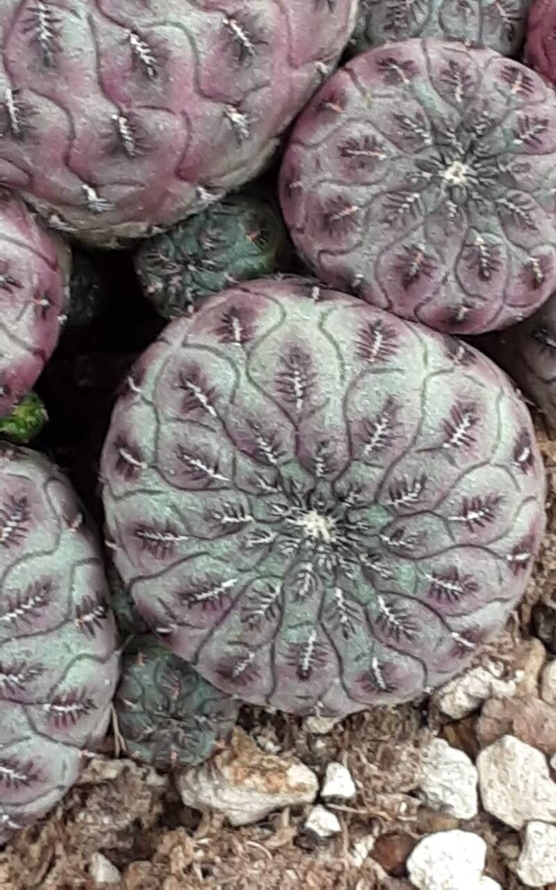 Rebutia canigueralii — related species from the same genus