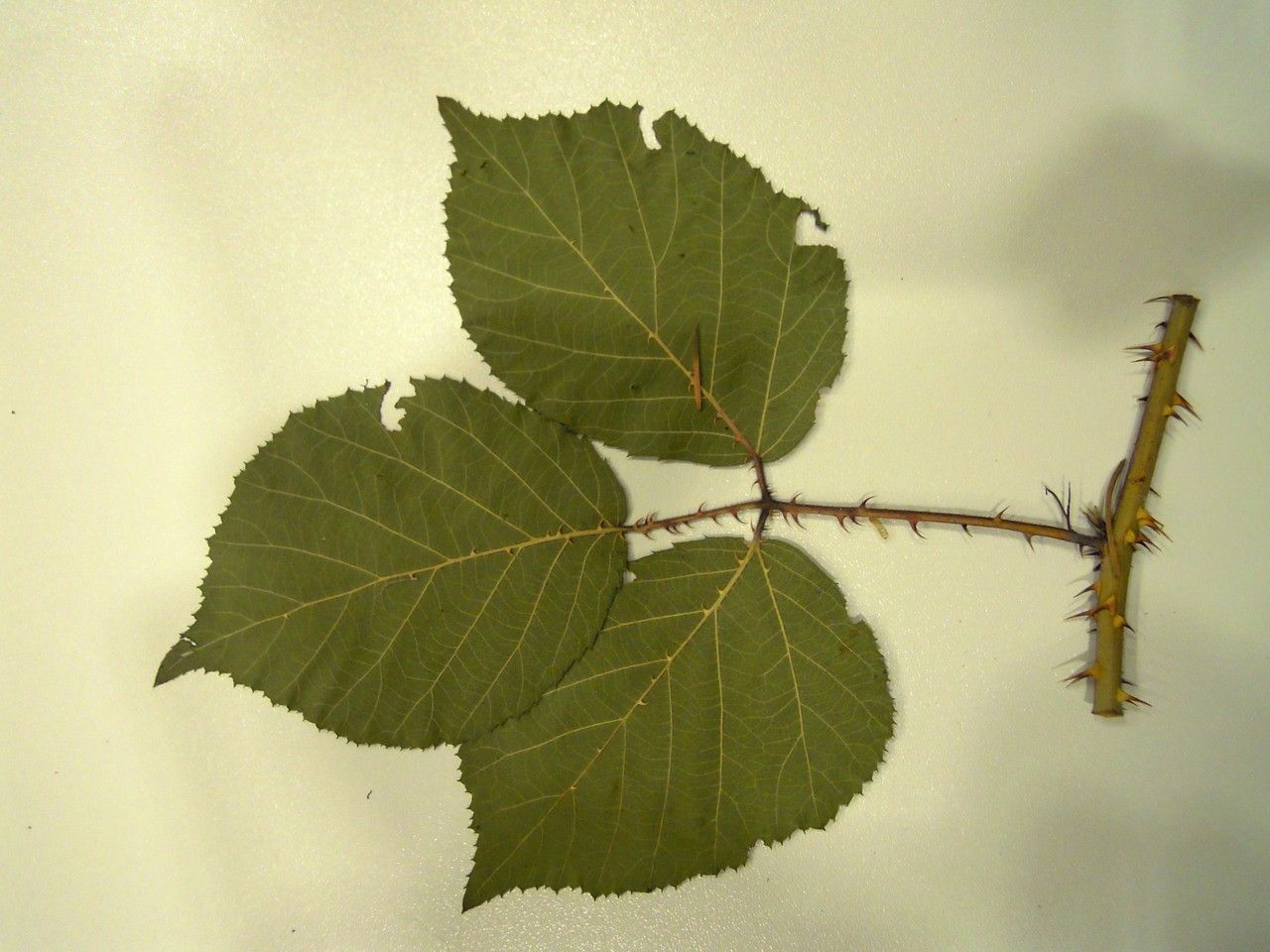 Rubus silvae-bohemicae other