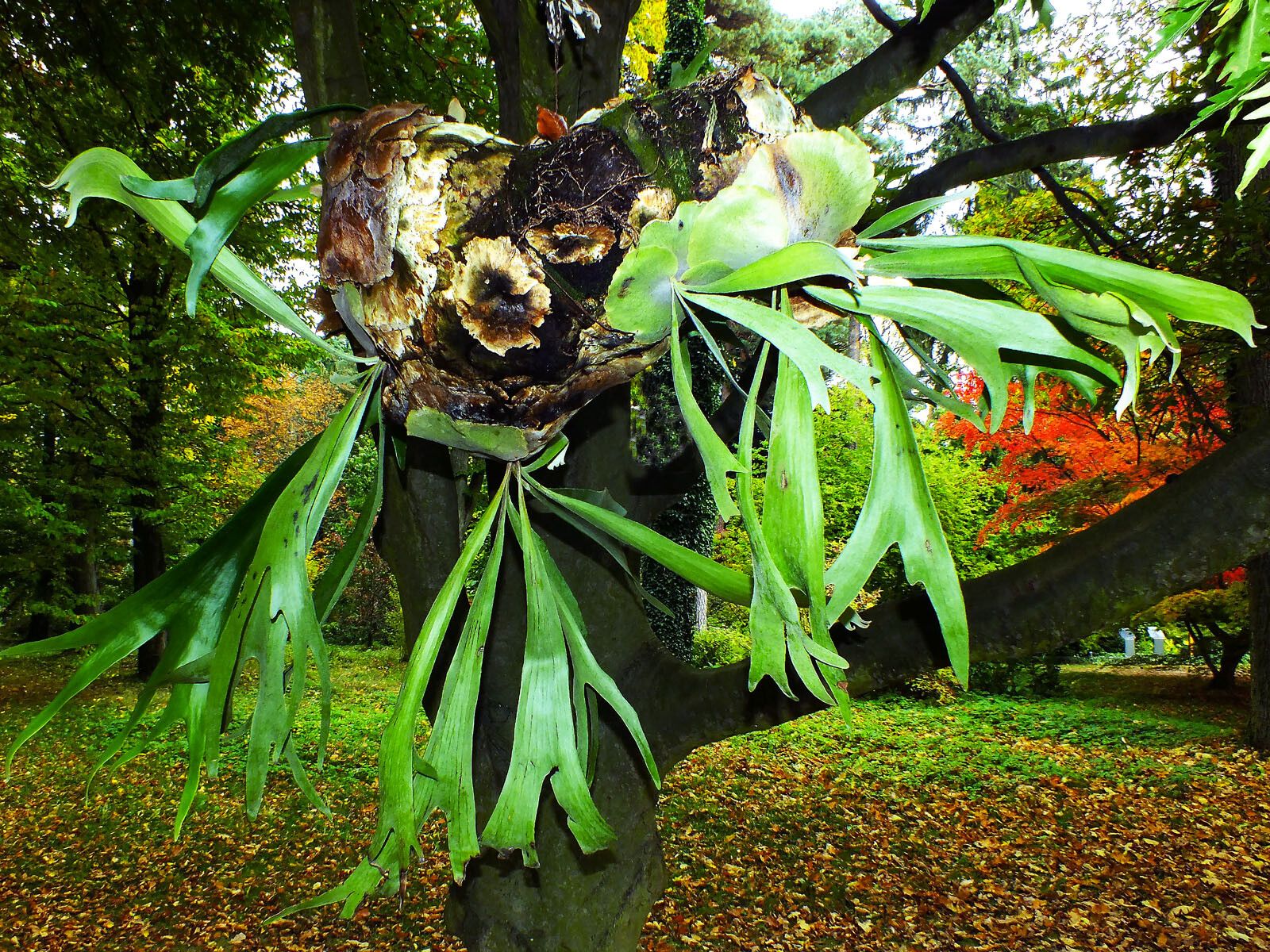 Platycerium alcicorne habit