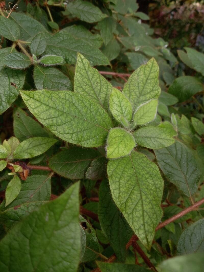 Rhododendron oldhamii leaf