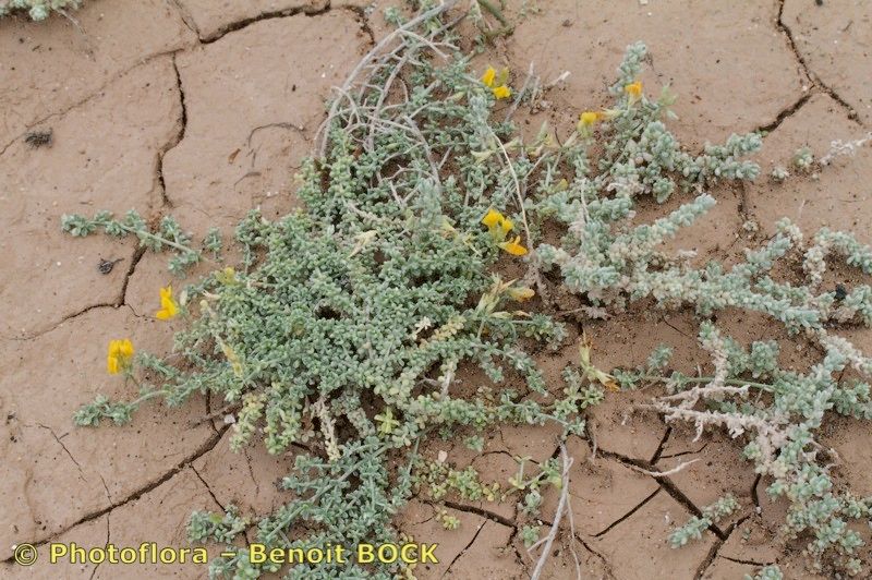 Lotus arinagensis habit