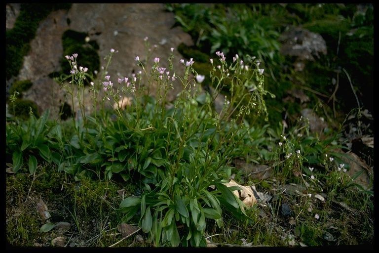 Lewisia congdonii habit