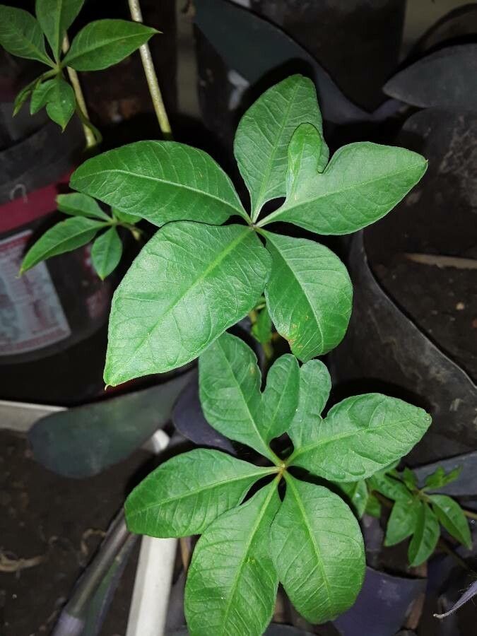 Ipomoea cairica leaf