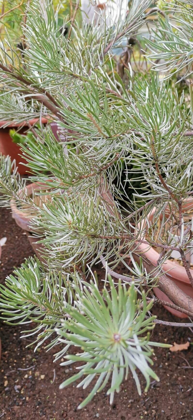 Leucadendron album — related species from the same genus