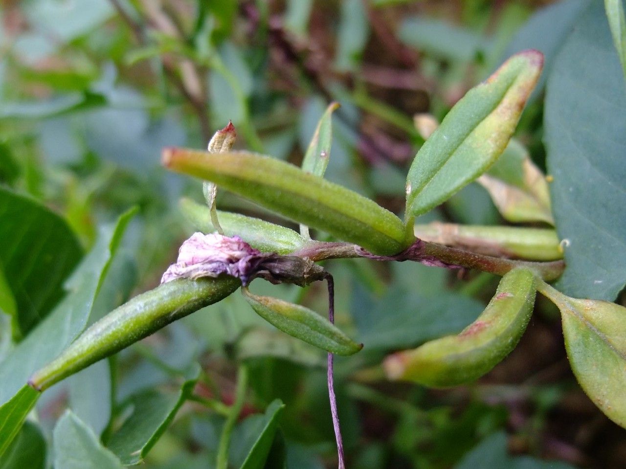 Clarkia concinna — related species from the same genus