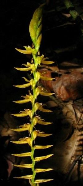 Bulbophyllum bidenticulatum flower