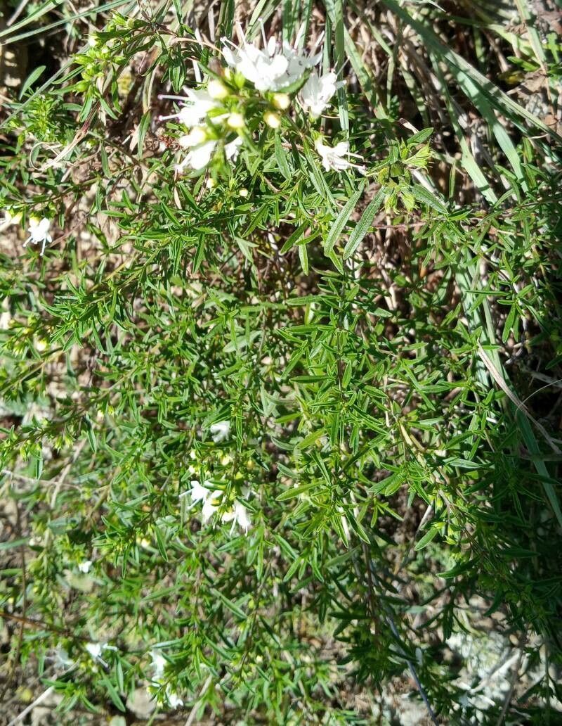 Thymus transcaucasicus leaf