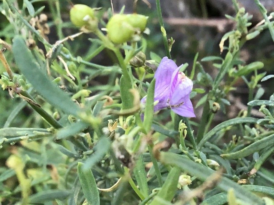 Linaria cavanillesii flower