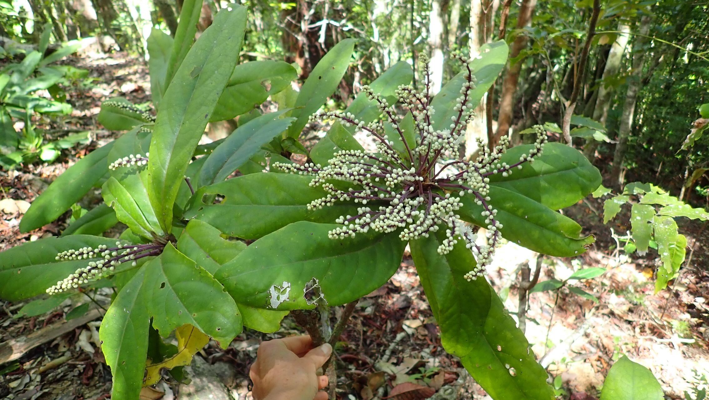 Symplocos caerulescens habit