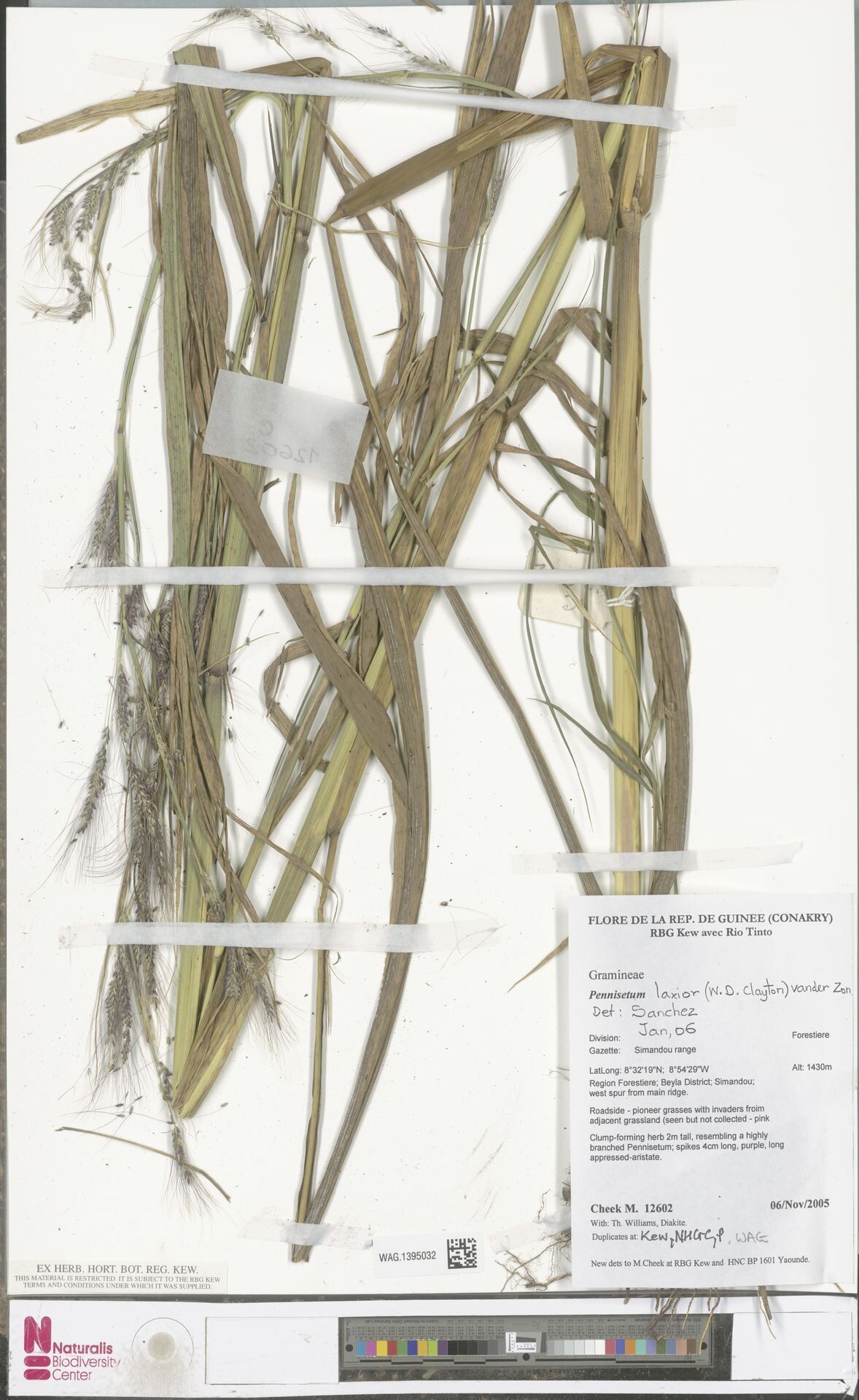 Cenchrus laxius — houseplant care guide