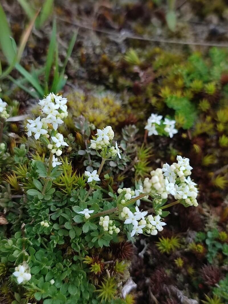 Galium saxatile — search result for 'Portugal'