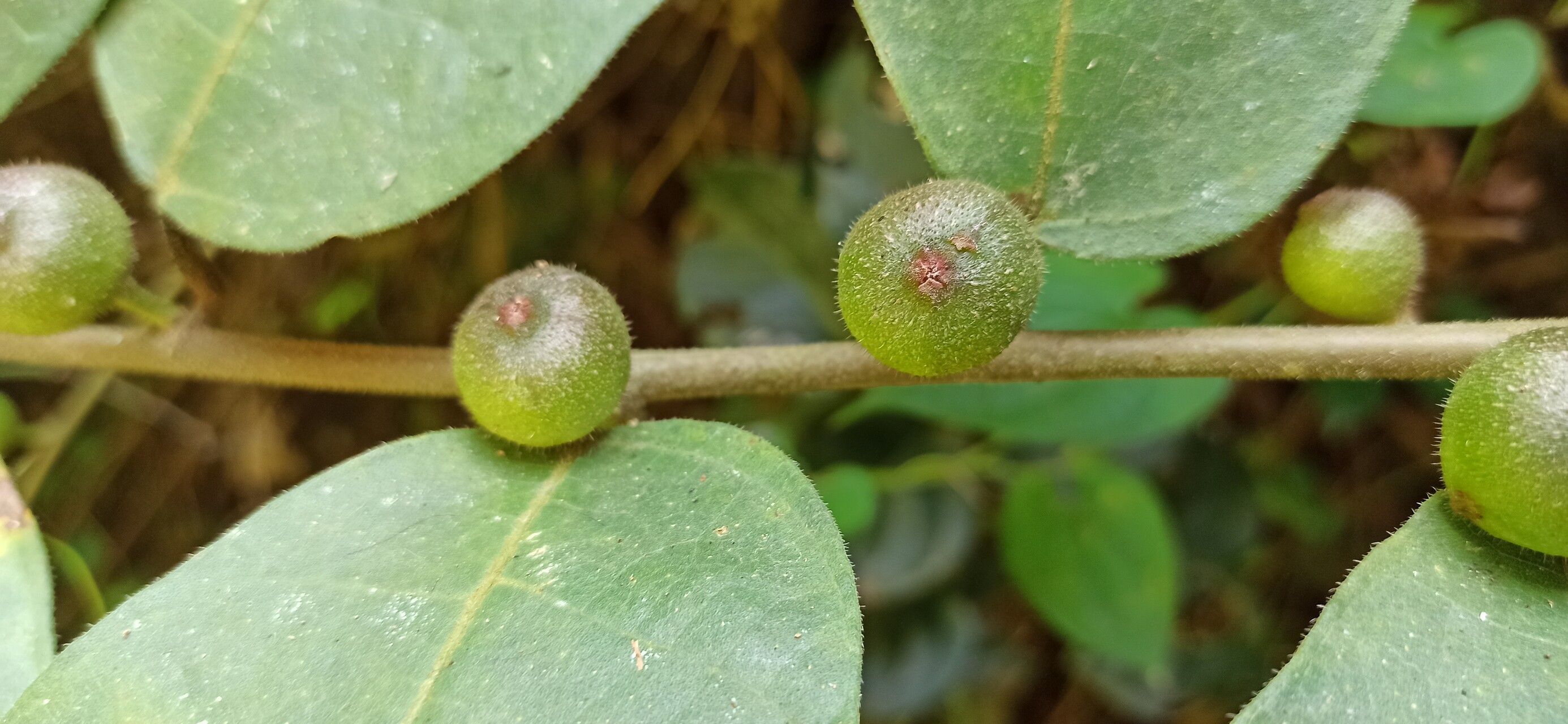 Ficus asperifolia fruit