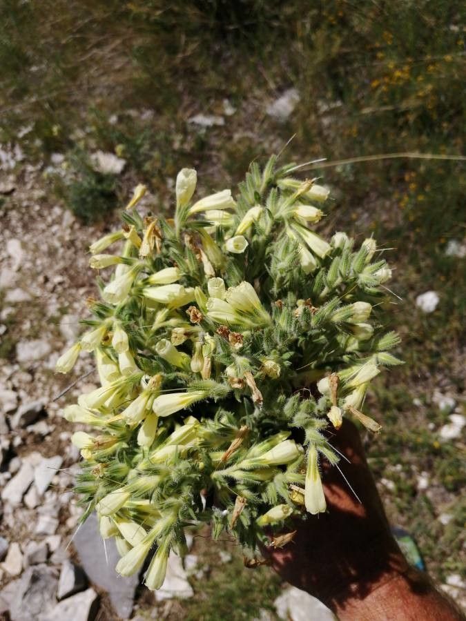 Onosma pseudoarenaria leaf