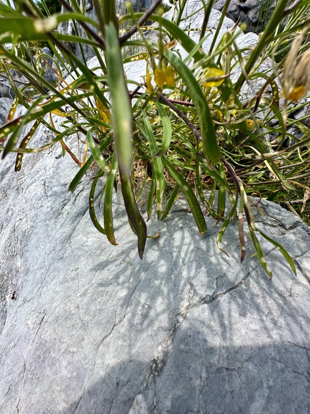 Erysimum comatum — houseplant care guide