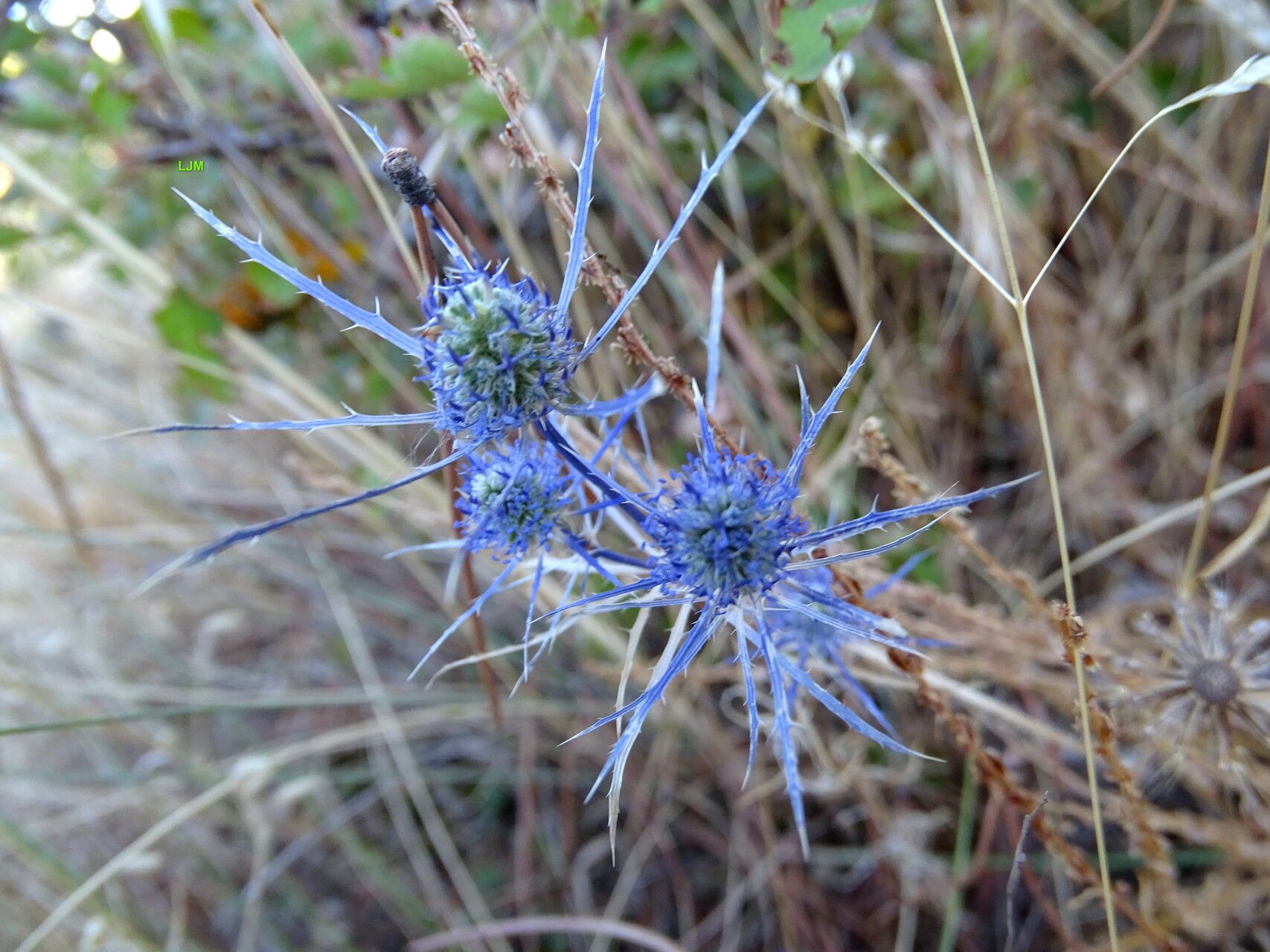 Eryngium tenue — search result for 'Eryngium'