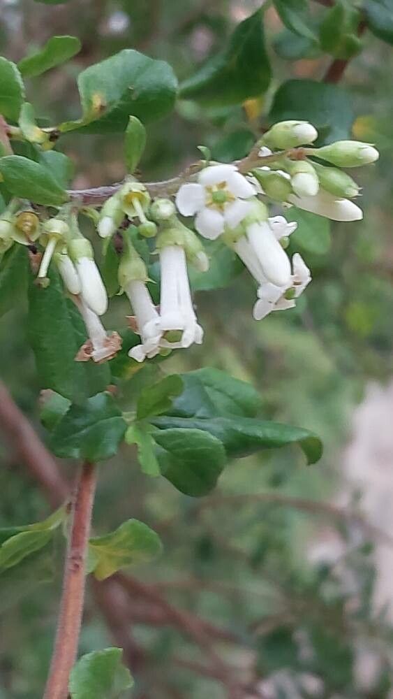 Escallonia illinita flower