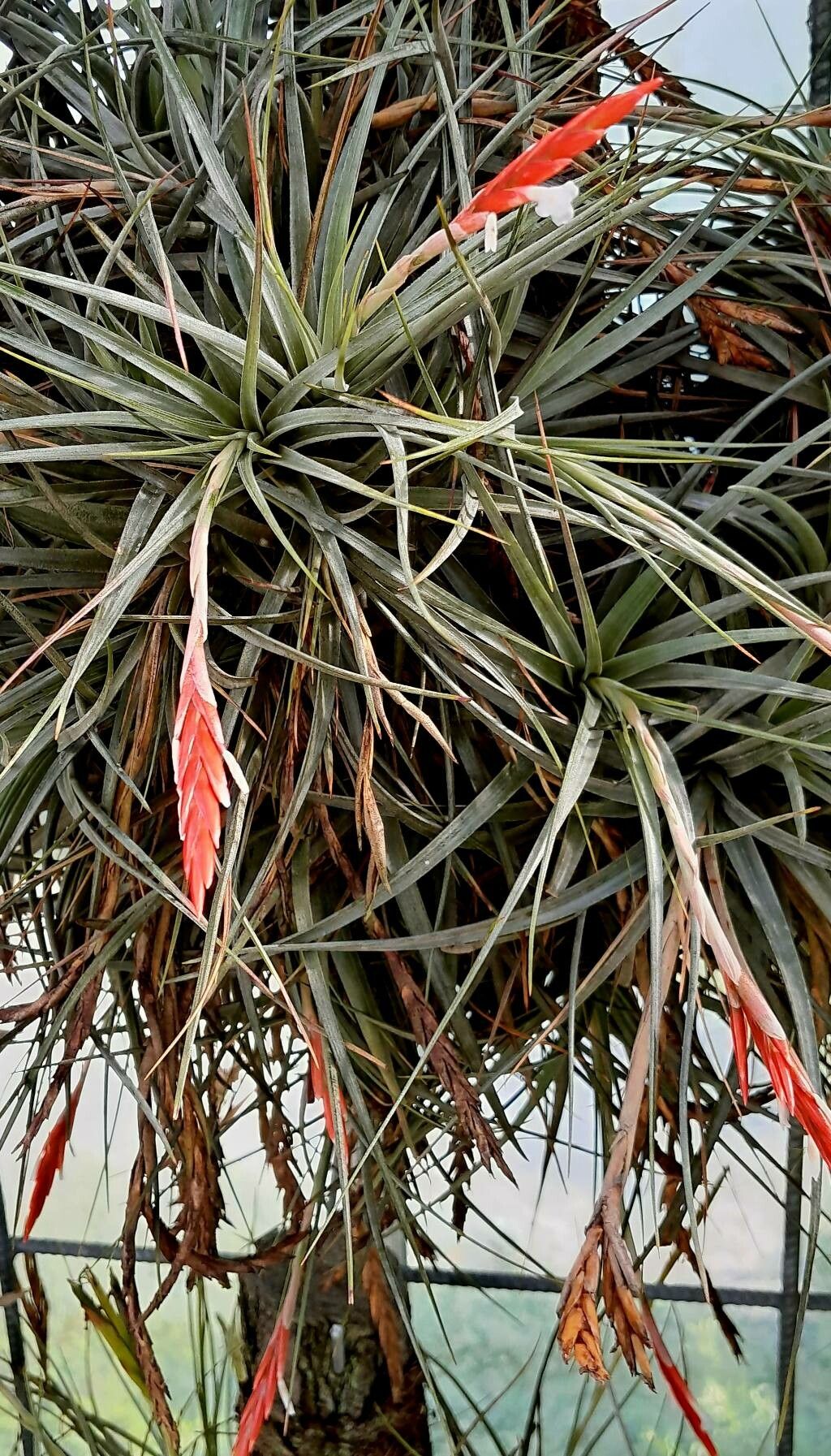 Tillandsia didisticha leaf