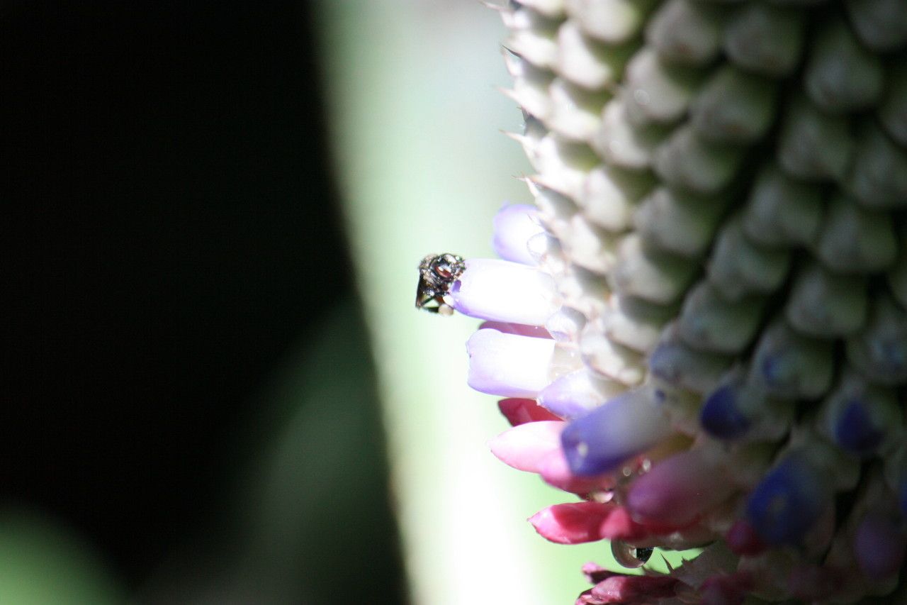 Aechmea mariae-reginae flower