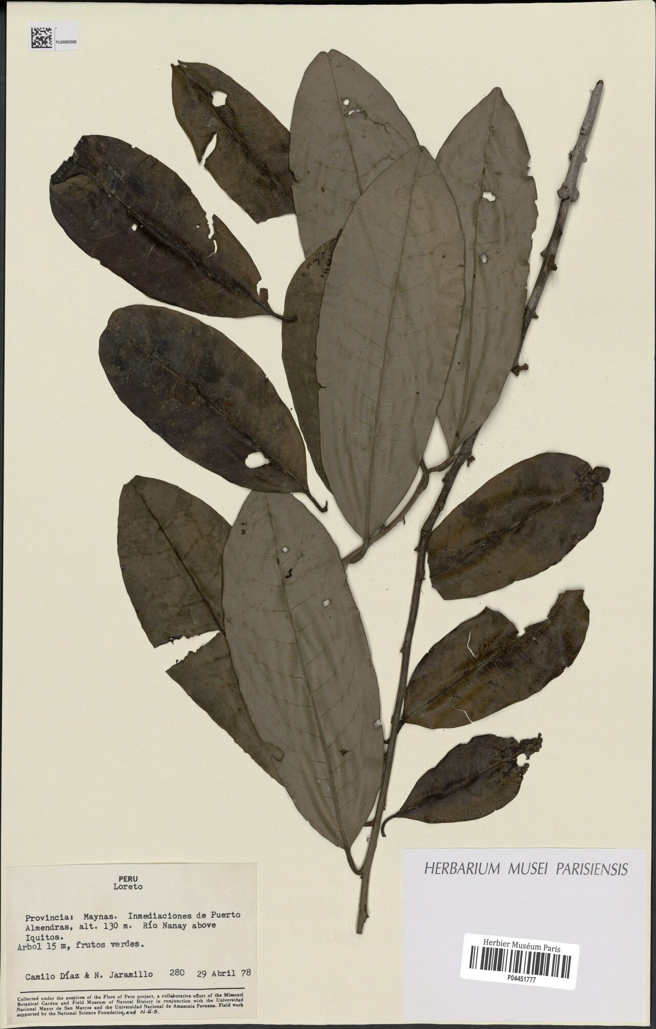 Pera decipiens — related species from the same genus