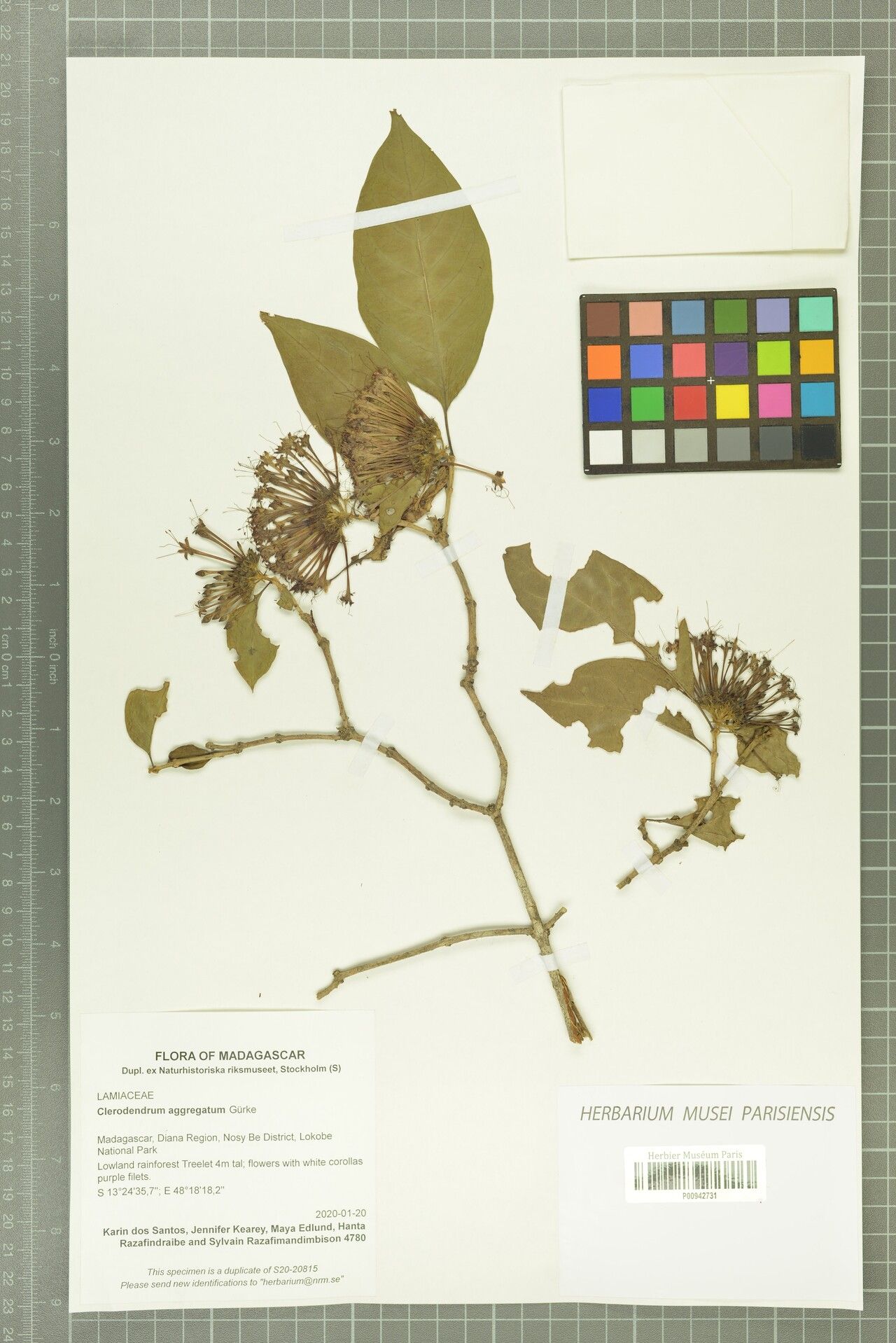 Volkameria aggregata — related species from the same genus