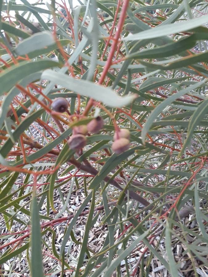 Eucalyptus rosacea fruit