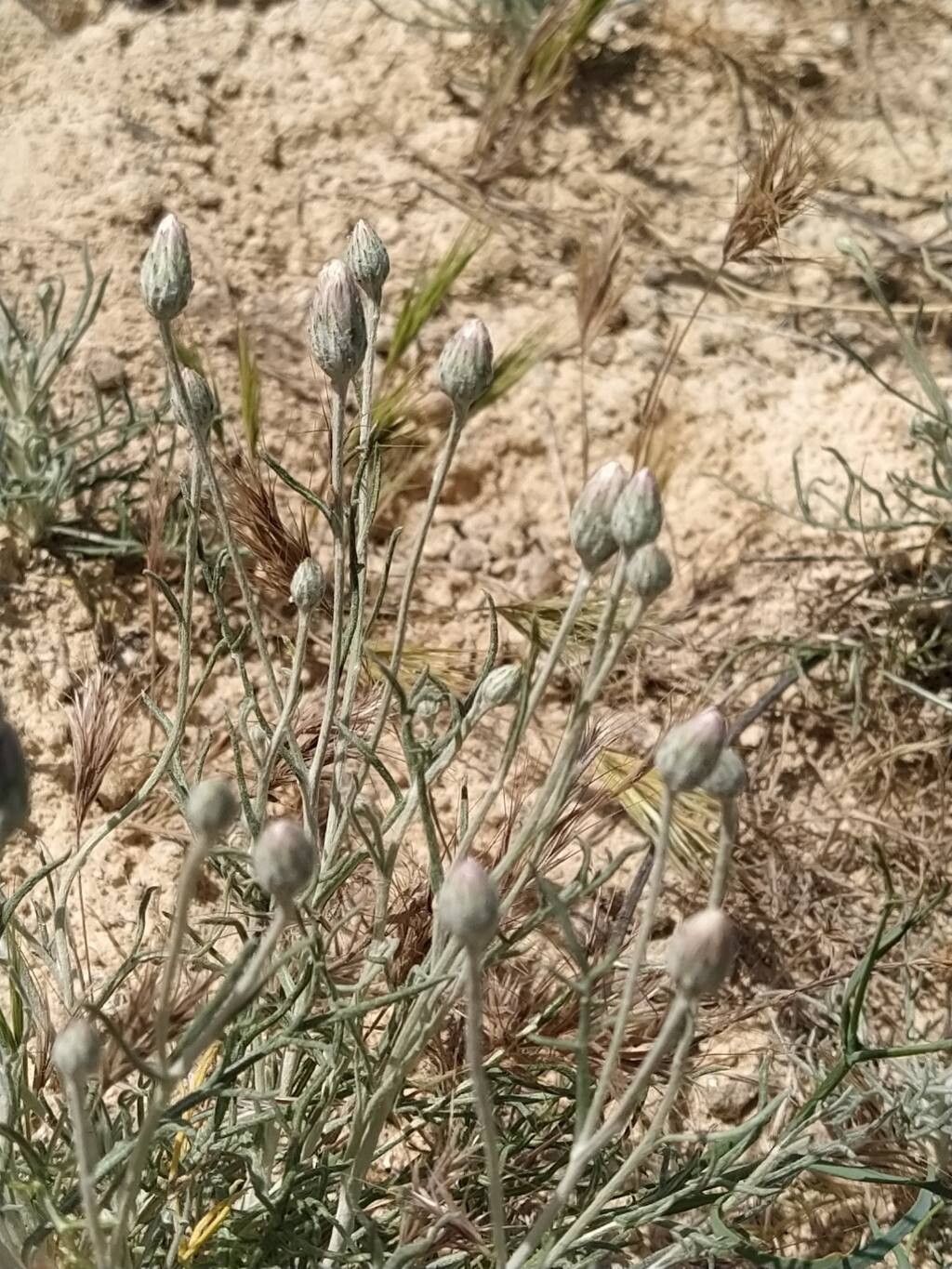 Jurinea pinnata flower