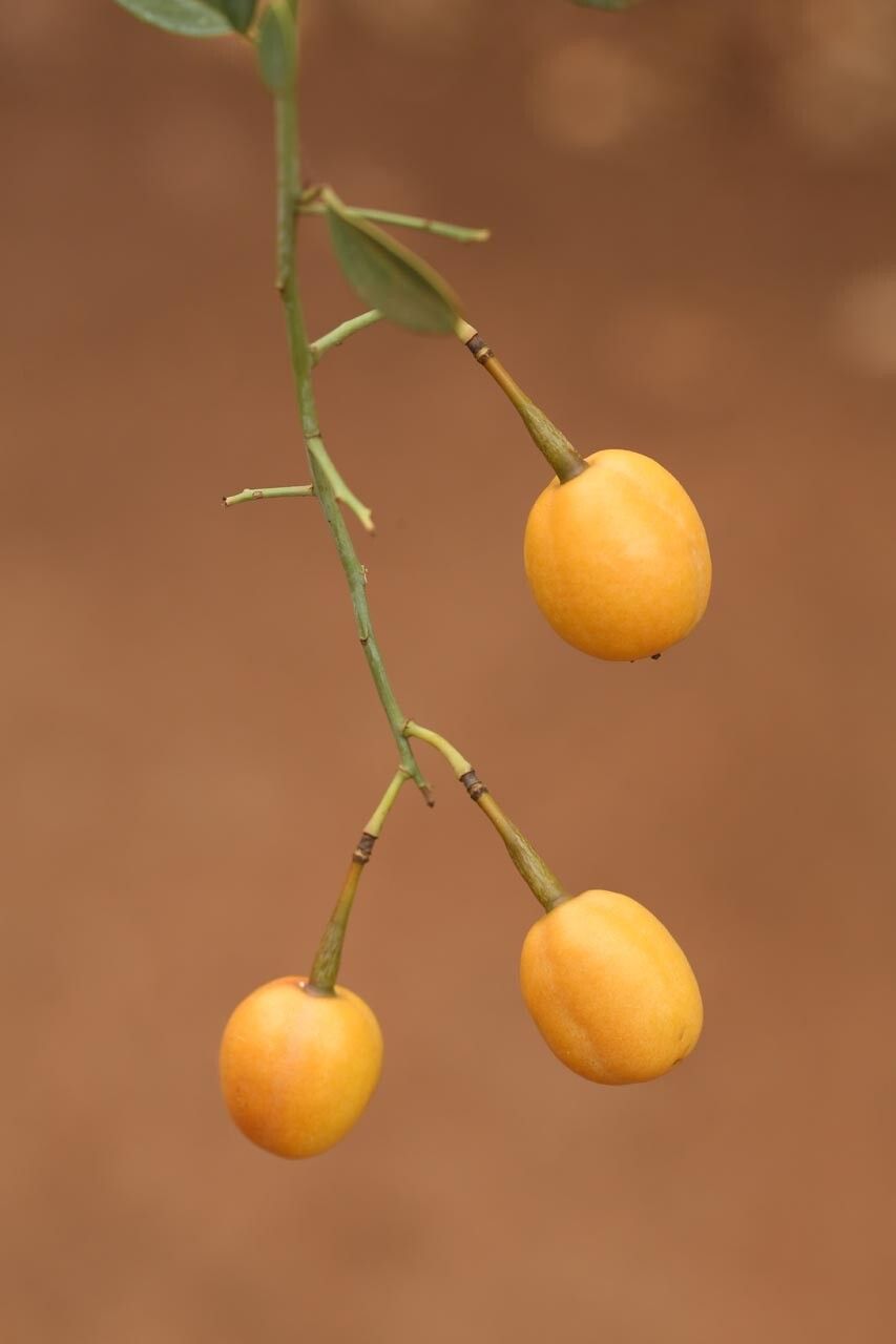 Maerua aethiopica fruit