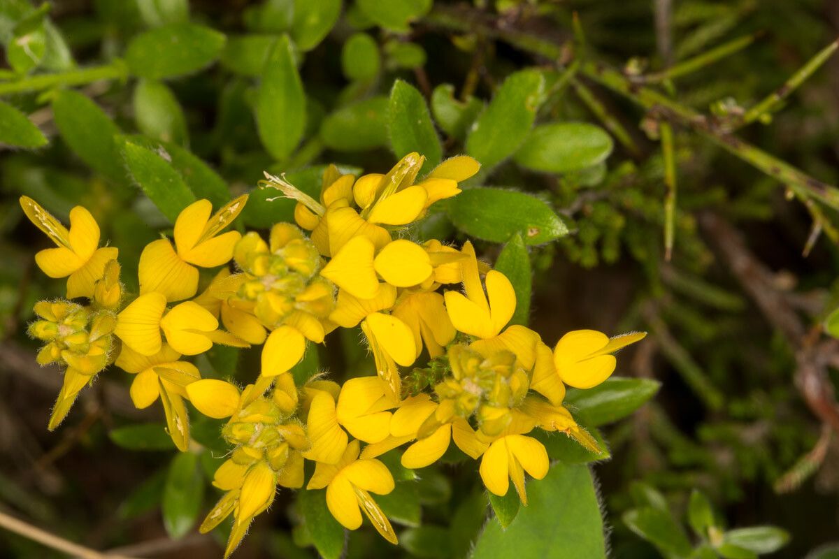 Genista germanica flower