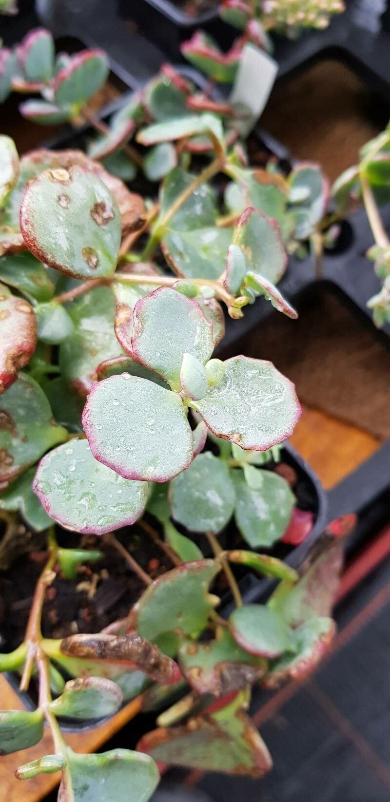 Hylotelephium sieboldii leaf