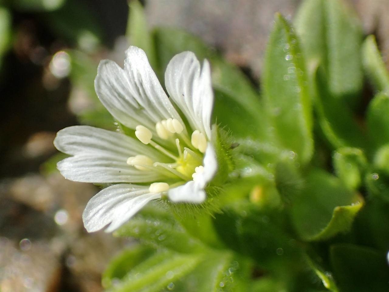 Cerastium pedunculatum flower