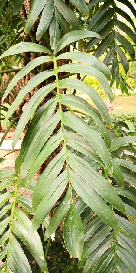 Rhaphidophora decursiva — search result for 'Rhaphidophora'