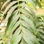 Rhaphidophora decursiva