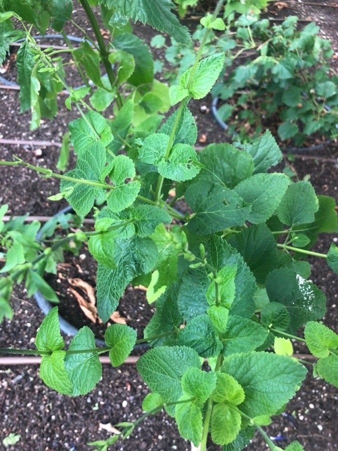 Salvia patens — search result for 'Salvia'