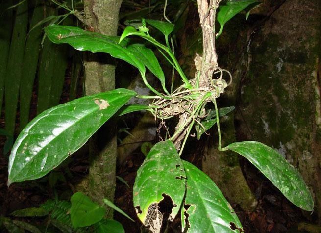 Anthurium llanense other