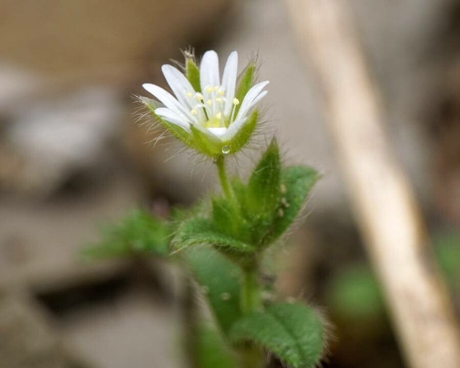 Cerastium brachypetalum flower